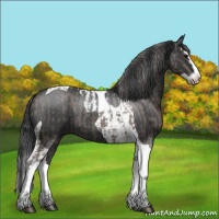 Horse Color:Silver Blue Roan Splash Tobiano  and Blue Roan Splash Tobiano 