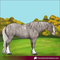 Horse Color:Silver Blue Roan Splash Tobiano  and Silver Blue Roan Splash Tobiano Rabicano 