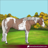 Horse Color:Silver Blue Roan Splash Tobiano and Silver Blue Roan Splash Tobiano