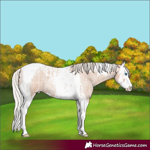 Horse Color:Silver Classic Champagne Roan Splash Tobiano and Silver Sable Champagne Roan Splash Tobiano