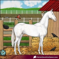 Horse Color:Gold Champagne Roan Dun Splash Tobiano Frame Appaloosa Rabicano 