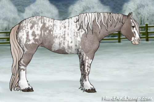 Horse Color:Silver Blue Roan Splash Tobiano  and Silver Blue Roan Splash Tobiano Appaloosa 