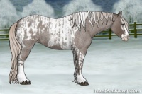 Horse Color:Silver Blue Roan Splash Tobiano  and Silver Blue Roan Splash Tobiano Appaloosa 