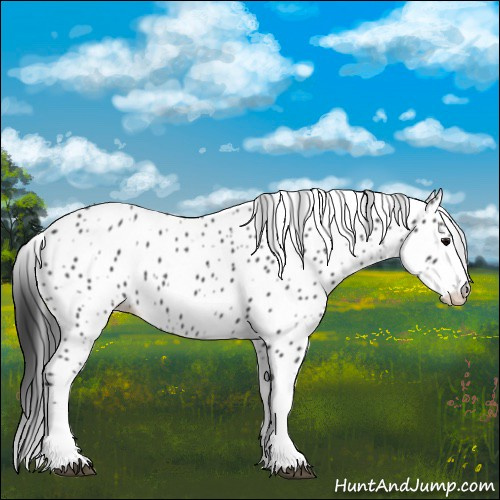Horse Color:Black Appaloosa