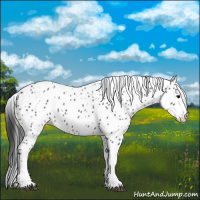 Horse Color:Black Appaloosa 