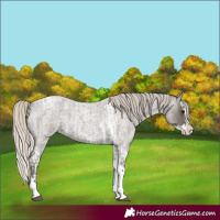 Horse Color:Silver Blue Roan Splash Tobiano  and Silver Smoky Blue Roan Splash Tobiano 