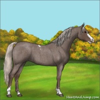 Horse Color:Silver Blue Roan Splash Tobiano and Silver Blue Roan Splash Tobiano