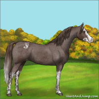 Horse Color:Liver Chestnut Sabino Splash Appaloosa and Liver Chestnut Sabino Splash Appaloosa