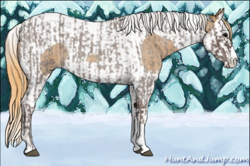 Horse Color:Silver Blue Roan Splash Tobiano  and Red Roan Splash Tobiano 