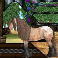 Horse Color:Bay Appaloosa  and Bay Dun Appaloosa 