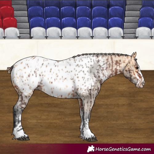 Horse Color:Bay Appaloosa  and Buckskin Appaloosa 
