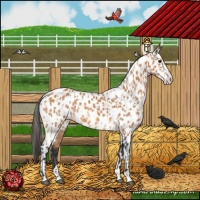 Horse Color:Bay Appaloosa and Bay Appaloosa