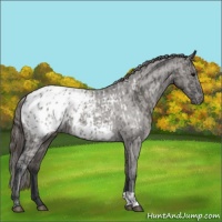 Horse Color:Grullo Appaloosa  and Grullo Appaloosa 