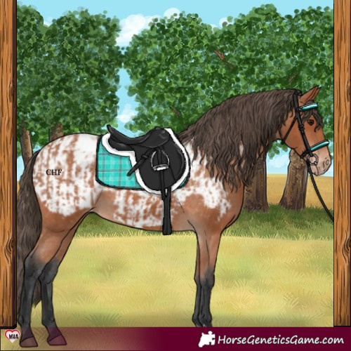 Horse Color:Bay Appaloosa  and Bay Appaloosa 