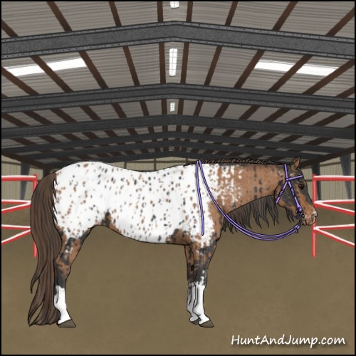Horse Color:Black Appaloosa  and Bay Appaloosa 