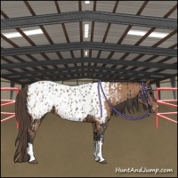 Horse Color:Black Appaloosa  and Bay Appaloosa 