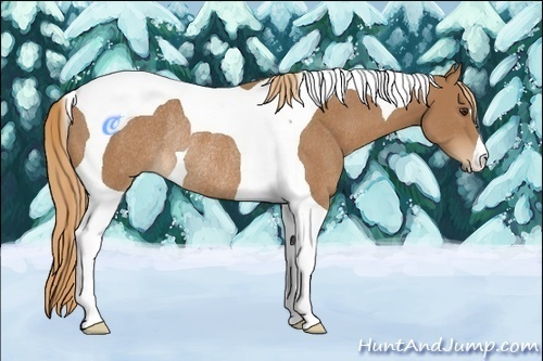 Horse Color:Chestnut Tobiano Rabicano 