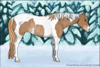 Horse Color:Chestnut Tobiano Rabicano 
