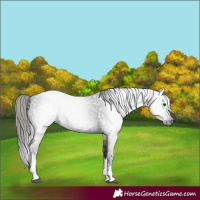 Horse Color:Gray White Spotted Liver Chestnut 