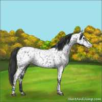 Horse Color:Black Appaloosa  and Black Splash Appaloosa 