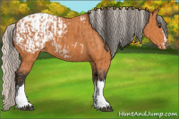 Horse Color:Bay Appaloosa  and Silver Bay Appaloosa 