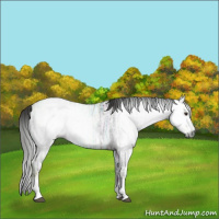 Horse Color:Gray White Spotted Liver Chestnut Ice