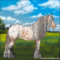 Horse Color:Bay Appaloosa  and Amber Champagne Appaloosa 
