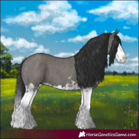 Horse Color:Grullo Sabino Splash  and Grullo Sabino Splash 