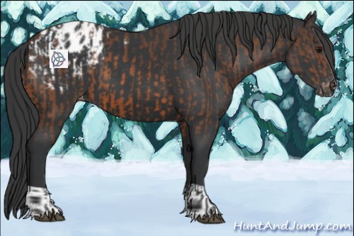 Horse Color:Bay Appaloosa  and Black Appaloosa 