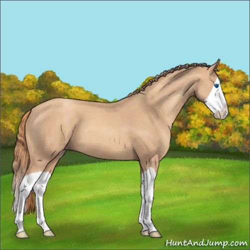 Horse Color:Gold Champagne Splash