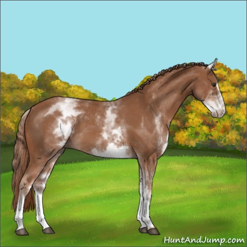 Horse Color:White Spotted Chestnut Sabino