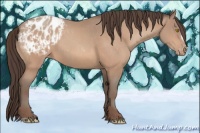 Horse Color:Amber Champagne Appaloosa  and Amber Champagne Frame Appaloosa 