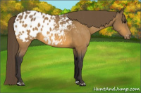 Horse Color:Buckskin Appaloosa