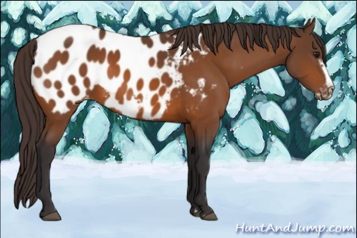 Horse Color:Buckskin Frame Near Leopard