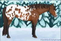 Horse Color:Buckskin Frame Appaloosa 