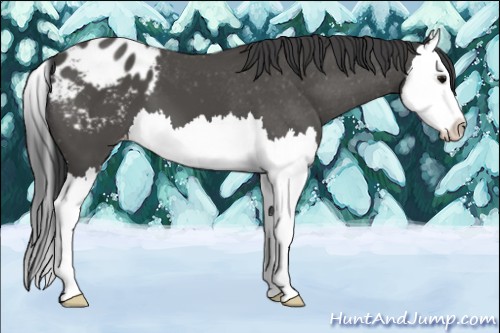 Horse Color:Black Splash 