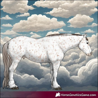Horse Color:Bay Appaloosa and Bay Appaloosa