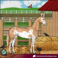 Horse Color:Chestnut Splash Frame  and Chestnut Splash Frame 