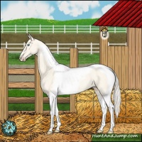 Horse Color:Cremello Dun Tobiano 