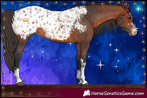Horse Color:Bay Appaloosa  and Bay Appaloosa Rabicano 