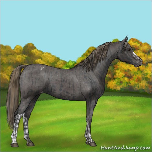 Horse Color:Black Appaloosa  and Smoky Black Appaloosa 