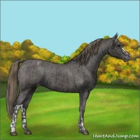 Horse Color:Black Appaloosa  and Smoky Black Appaloosa 