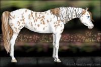 Horse Color:Chestnut Splash Tobiano  and Chestnut Splash Tobiano Appaloosa 