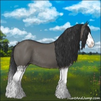 Horse Color:Grullo Sabino Splash  and Grullo Sabino Splash Rabicano 