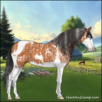 Horse Color:Bay Splash Tobiano and Bay Splash Tobiano