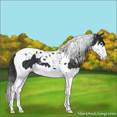 Horse Color:Black Splash Tobiano  and Black Splash Tobiano 
