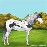 Horse Color:Black Splash Tobiano and Black Splash Tobiano