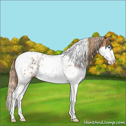 Horse Color:Chestnut Splash Tobiano  and Chestnut Splash Tobiano Appaloosa 