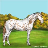 Horse Color:Chestnut Splash Tobiano  and Chestnut Splash Tobiano Near Leopard 