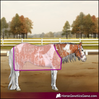 Horse Color:Bay Dun Splash Tobiano  and Silver Bay Splash Tobiano 
